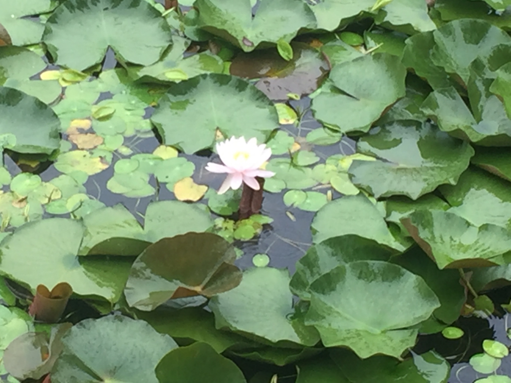 배경 이미지
