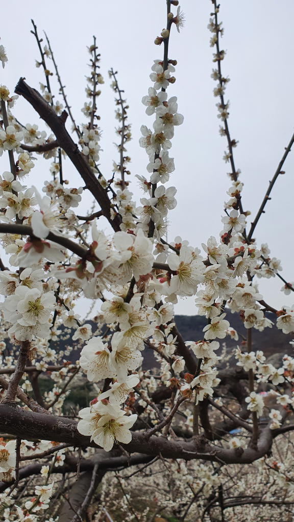배경 이미지